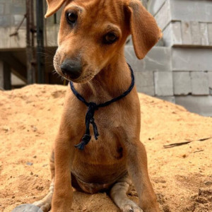 Missing: Brown Male Indie Dog from CE block, street 240, AA1, New Town, Kolkata