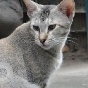 Missing: White and Grey Female Indie Cat from Dakhingaon, Sundarban Nagar, Kanaklata Path
