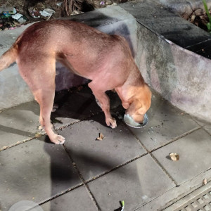 Found: Brown Male Indie Dog from Abhinav College Pashan Sus road