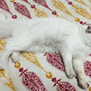 A White Persian Cat Missing from Wind Tunnel Rd, Wind Tunnel Road, Murgesh Pallya, Bengaluru, Karnataka, 560017, India-3