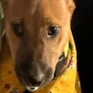 Missing: Brown Male Indie Dog from Koregaon park Mundwa annexure
