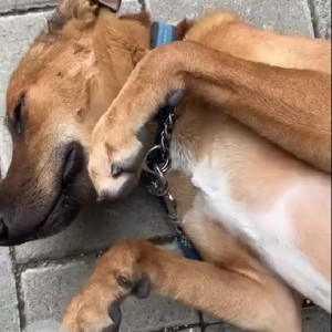 Missing: Brown Male Indie Dog from Koregaon park Mundwa annexure-3