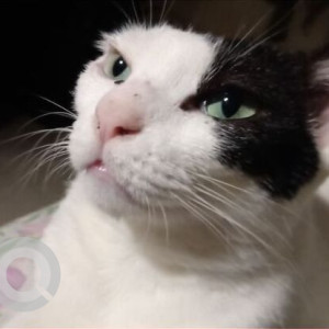 A Black and White Indie Cat Missing from Andheri West, Mumbai-2