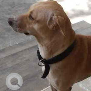 Found: Brown Male Indie Dog from Queen Mary's College opposite to Marina beach