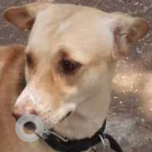 Found: Brown Male Indie Dog from Queen Mary's College opposite to Marina beach-2