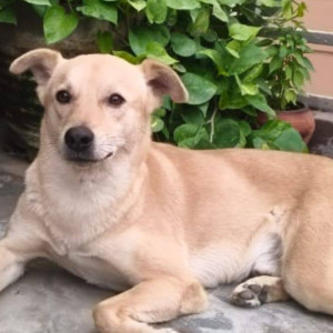 Missing: White-Brown Mix Male Indie Dog from Chattarpur extension, JVTS garden near Gurdwara