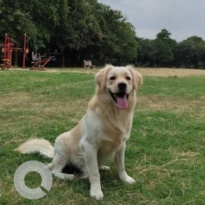 Missing: Light Brown Male Golden Retriever Dog from Delhi-Sonipat Highway