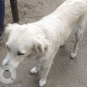 Found: White Male Pomeranian Dog from Qutab Minar metro station