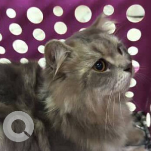 Found: White and Grey Male Persian Cat from Jogeshwari west-2