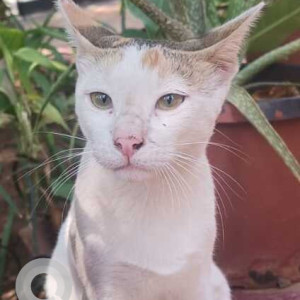 Missing: White and Grey Female Indie Cat from Andheri East and Jogeshwari East residents