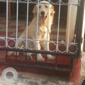 A Golden Golden Retriever Dog Missing from Nazarbad, Mysuru