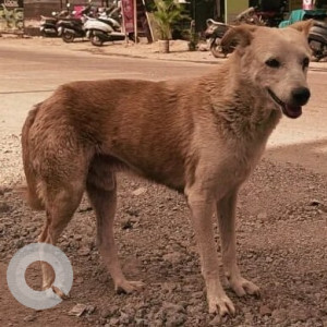 Found: White Male Indie Dog from Raheja Vista Phase 3, NIBM road-3
