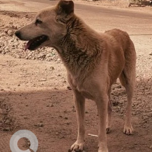 Found: White Male Indie Dog from Raheja Vista Phase 3, NIBM road-2