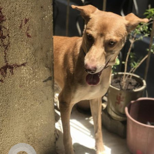 Brown Male Indie Dog is Missing from Sane Chowk Morewasti Chikhali