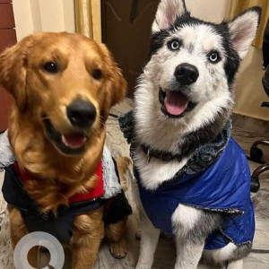 Missing: Brown Male Golden Retriever Dog from Real Happiness, Upper Tapovan, Rishikesh-3