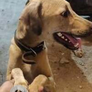 Found: White Male Indie Dog from Ramalingam eswar Kovil Street teynampet-2
