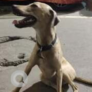 Found: White Male Indie Dog from Ramalingam eswar Kovil Street teynampet-3