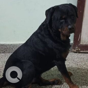 Missing: Black and Brown Male Rottweiler Dog from Ambedkar college Yerwada