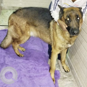 Missing: Black and Brown Male German Shepherd Dog from Pinjore Pragati Vihar