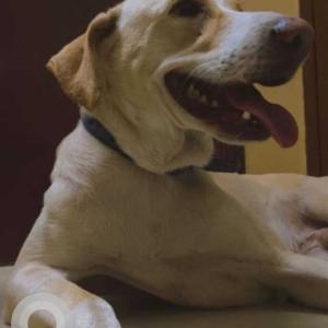 Missing: White Male Indie Dog from Ram Nagar, Chennai, Madipakkam-2