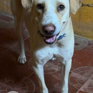 Missing: White Male Indie Dog from Ram Nagar, Chennai, Madipakkam-3