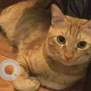 Missing: Brown Male Ginger cat Cat from Garden Layout, HSR Sector 2-2