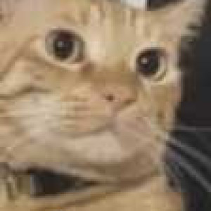 Missing: Brown Male Ginger cat Cat from Garden Layout, HSR Sector 2-3