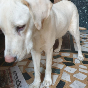 Found: White Male Labrador Dog from Guddadahalli Circle Hebbal-2