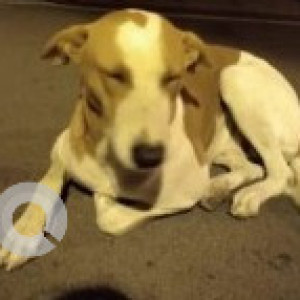 A White-Brown Mix Indie Dog Missing from Basaveshwaranagar, Bengaluru
