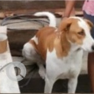 A White-Brown Mix Indie Dog Missing from Basaveshwaranagar, Bengaluru-3