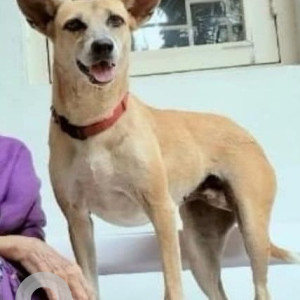 Missing: Black and White Female Indie Dog from Sector 20, kopar khairane-2