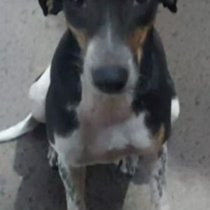 A Black and White Indie Dog Found from Nimri Colony, New Delhi