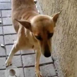 Missing: White-Brown Mix Female Indie Dog from Oakwood Residence, Conrad Hotel, Mangaldas Road