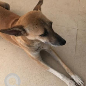 Missing: White-Brown Mix Female Indie Dog from Oakwood Residence, Conrad Hotel, Mangaldas Road-2