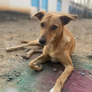 Missing: Brown Female Indie Dog from Jadhav nagar, Wadgaon budruk, Pune