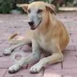 Missing: Brown Female Indie Dog from Priyadarshini colony Karol Bagh-2