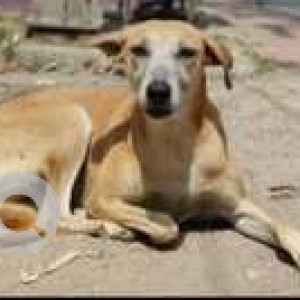 Missing: Brown Female Indie Dog from Priyadarshini colony Karol Bagh