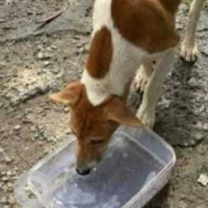 Missing: White-Brown Mix Male Indie Dog from Pashmina waterfront appartment, Evoma hotel