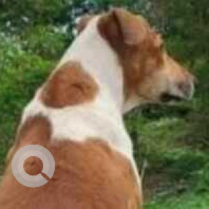 Missing: White-Brown Mix Male Indie Dog from Pashmina waterfront appartment, Evoma hotel-2