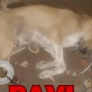 A White-Brown Mix Indie Dog Missing from 1st main road A.V.M.Avenue Virugumbakkam-2