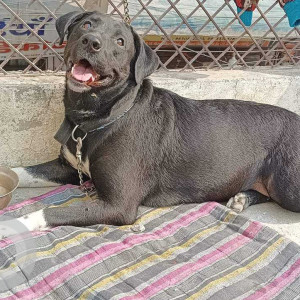 Missing: Black Female Indie Dog from Dwarka Sec 14