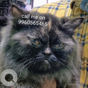 Found: White and Grey Male Persian Cat from MCC ground Margao