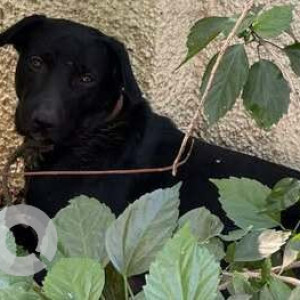 Found: Black and White Male Indie Dog from Anmol Residency, Kalewadi phata, Wakad