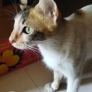 Missing: Black and White Female Indie Cat from Manjri Railway bridge, Pune