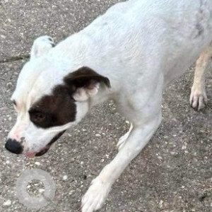 Missing: White-Brown Mix Female Pitbull mix Dog from Elberta Al