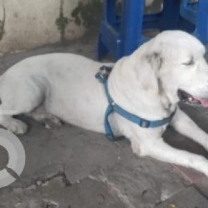 A White Golden Retriever Dog Found from Shaneshwara Temple, Wilson Garden-2