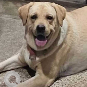 Found: White Female Labrador Dog from BEML Layout, Srirampura