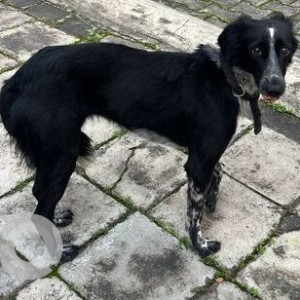Found: Black and White Male Indie Dog from Roystonea society, Magarpatta city Pune