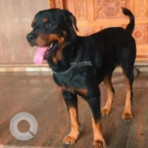 Missing: Black and Brown Male Rottweiler Dog from Bondel, Mangalore