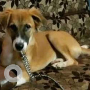 Missing: White-Brown Mix Male Indie Dog from Bharat Talkies